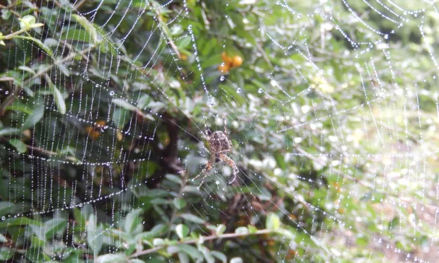 fvmvq77eozeued7jakjxx80kf natuurwandeling ivn