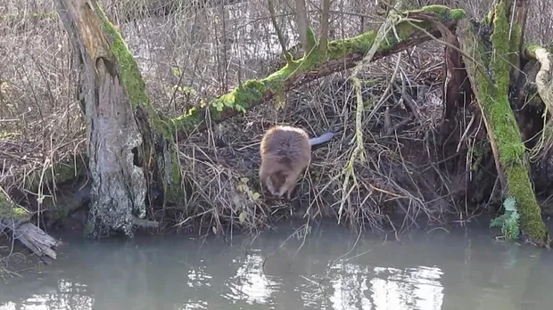 fz2aulv4wxnka4yaqavcf1mmc 1 579