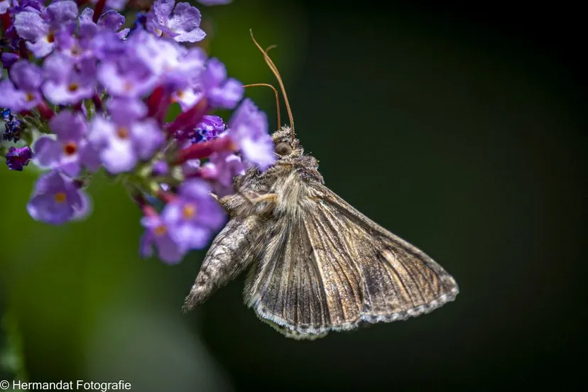 gamma uilhermandatfotografie 74730