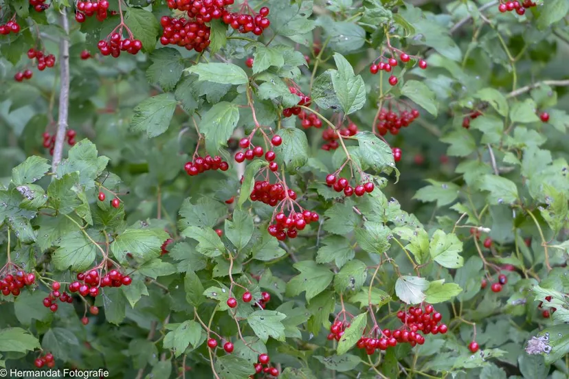 gelderse roos1ivn rijnwaal 6525