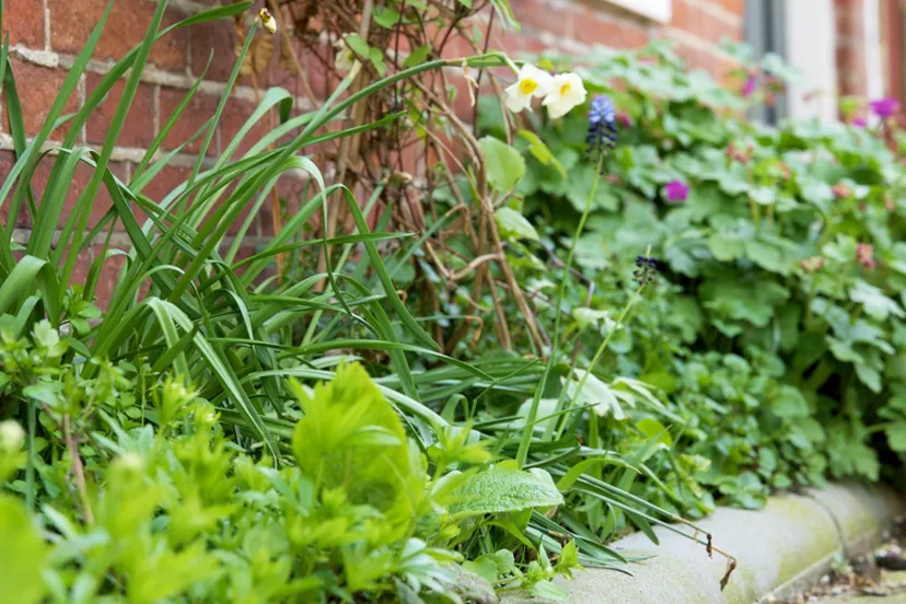 geveltuintjegem lingewaard