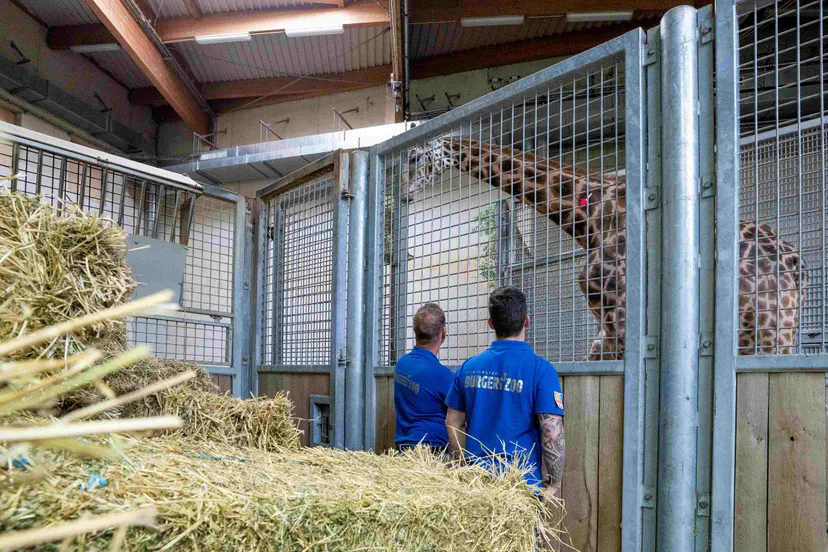 giraffentransportmira meijer koninklijke burgers zoo5