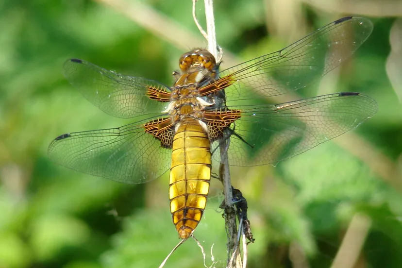 gj van wezel platbuik