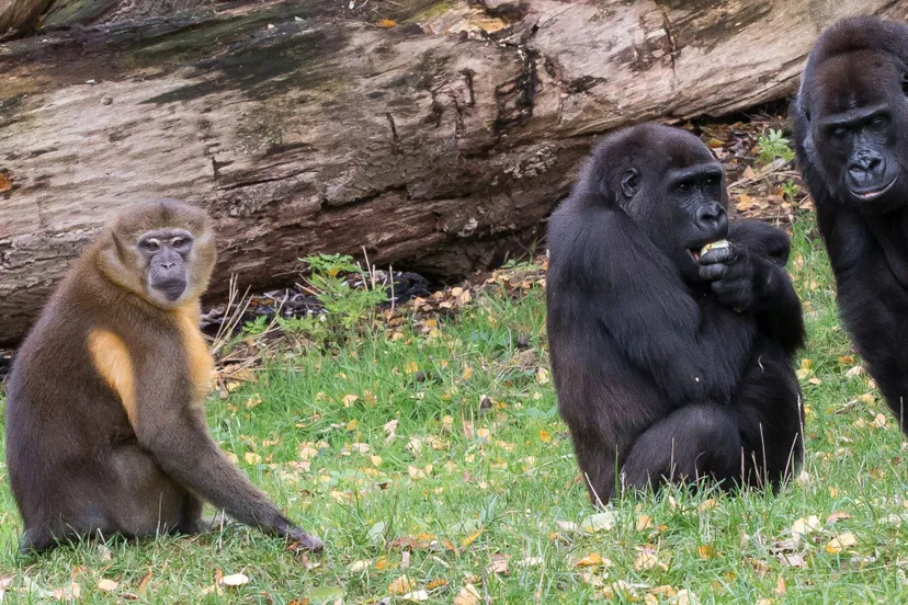 goudbuikmangabey en gorilla 1