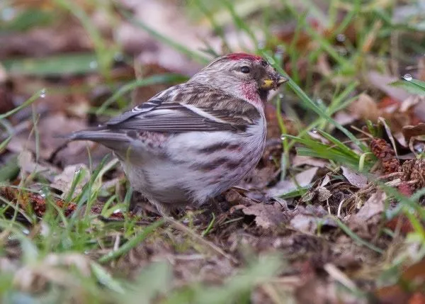 grote barmsijs vogelbescherming nederland