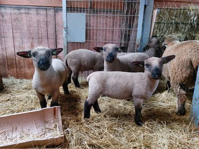 hampshire down lammetjeskasteeldoornenburg 2