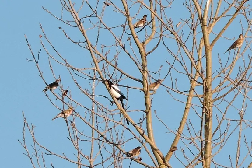 herfstexcursiedoornik44