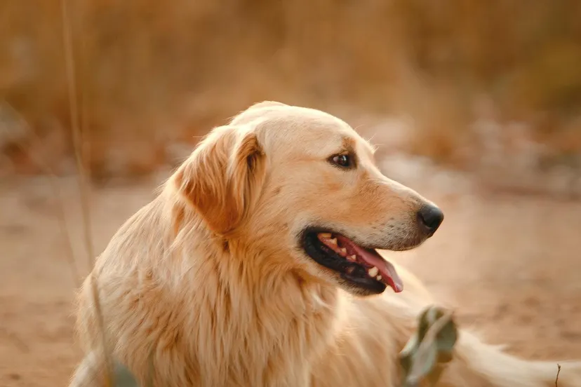 hondenbelastingpexels helena lopes 3752118 0