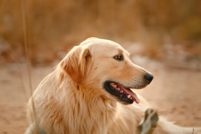 hondenpexels helena lopes 3752118