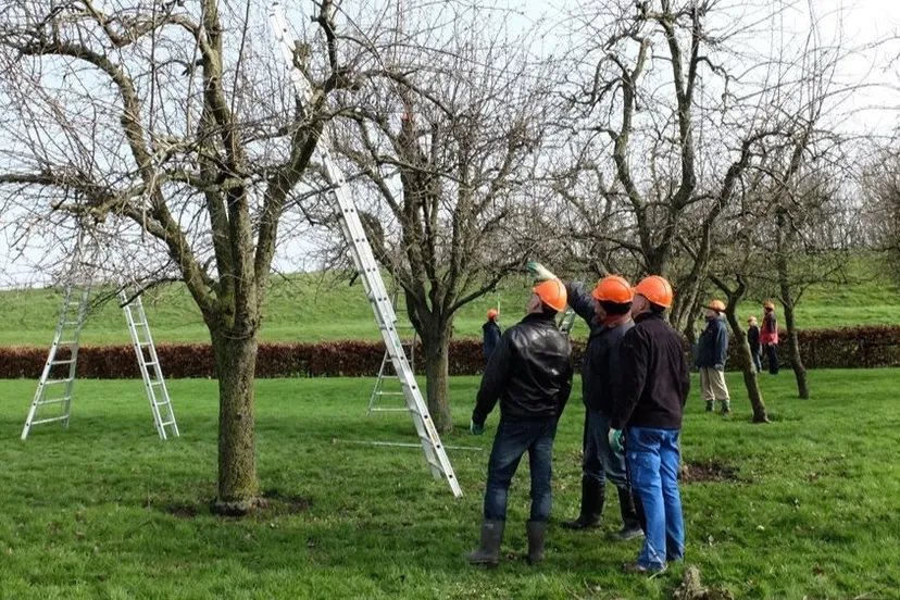 hoogstamboomsnoeiensln 19