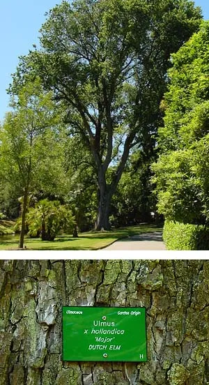 iepenulmus hollandicawikipediaorg