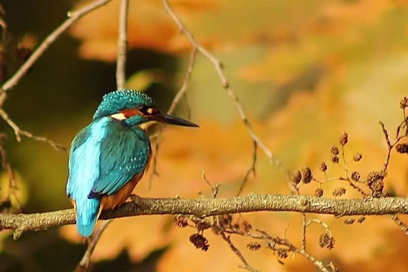 ijsvogel ivn landelijk