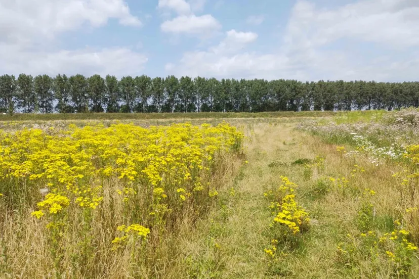 img 20210721 143256137 kopie plaksche veld 1024x766 1