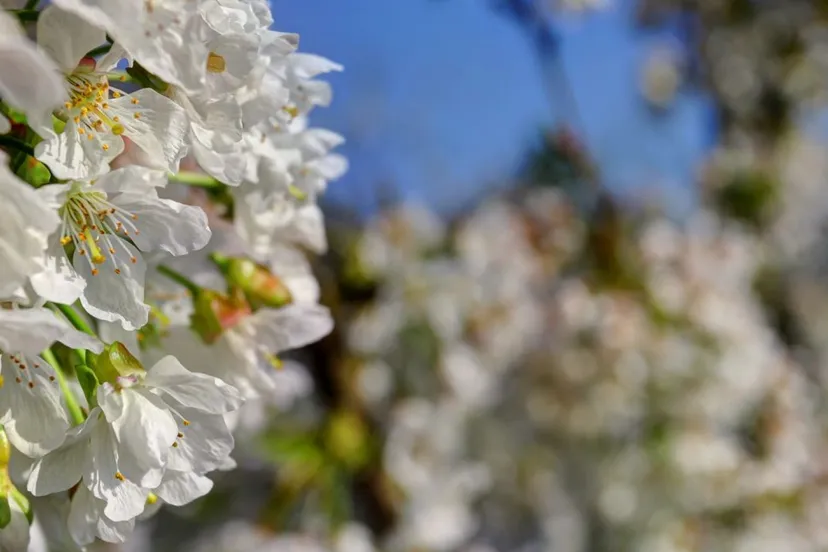 inspiratieavondgem lingewaardbloesem 0