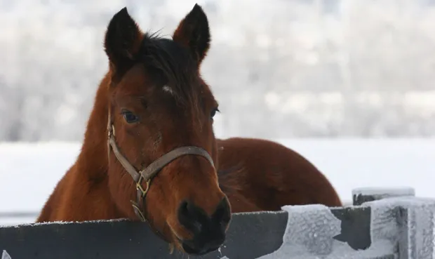 ioza5o7a3x1ed0rbs8zkxtwst 1 1060