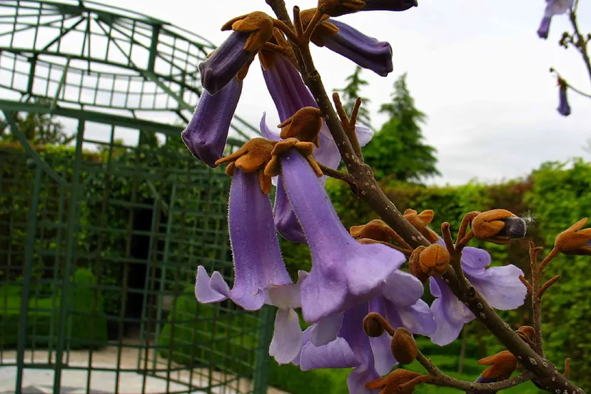 ivnanna pauwlownaboom 1