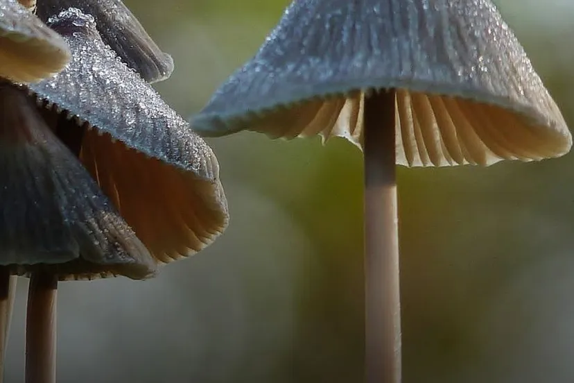 ivnrijnwaal weetjes over paddenstoelen