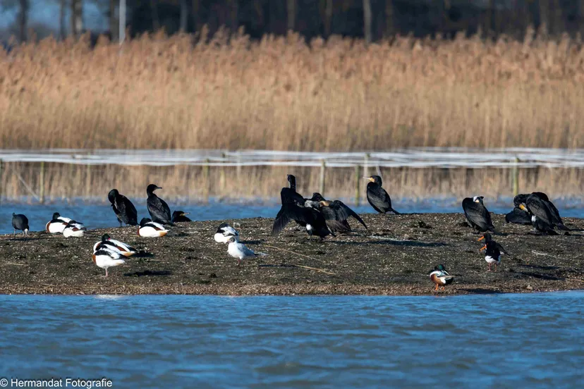 ivnrijnwaalaalscholver bergeenden scholeksters kokmeeuw meerkoet en slobeend 0134