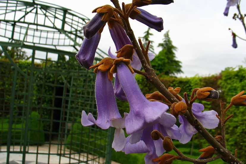 ivnrijnwaalanna pauwlownaboom