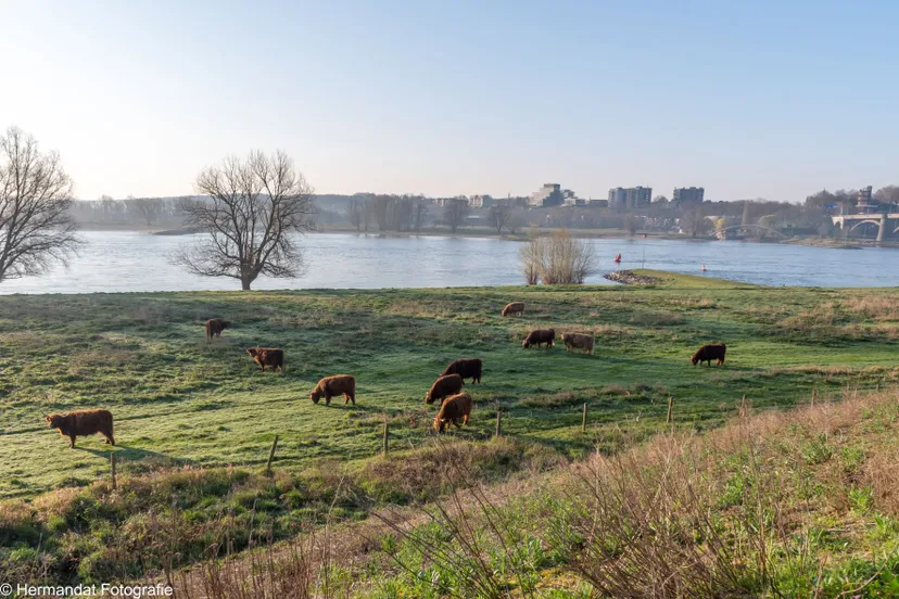 ivnrijnwaalbio walkingschotse hooglanders in de stadswaard nijmegen 7982