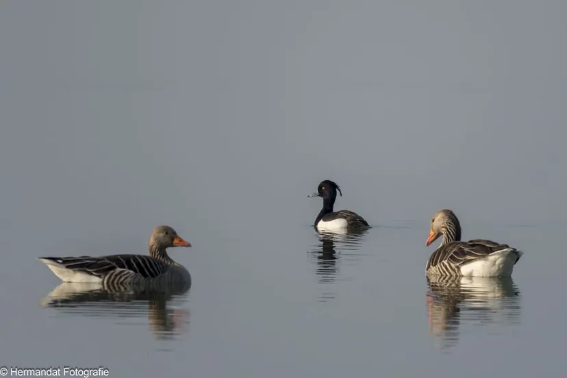ivnrijnwaalkuifeend met grauwe ganzen 9763