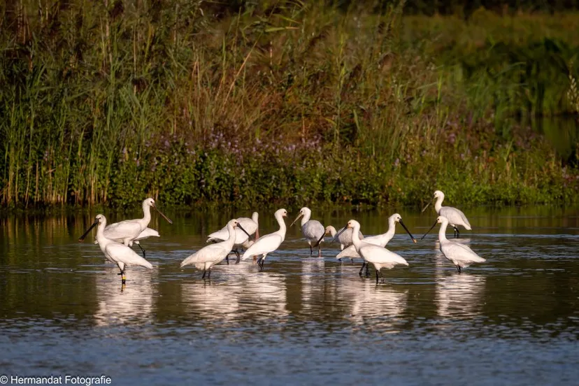 ivnrijnwaallepelaars in het waterrijk 4693