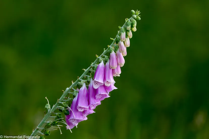 ivnrijnwaalvingerhoedskruit 0579