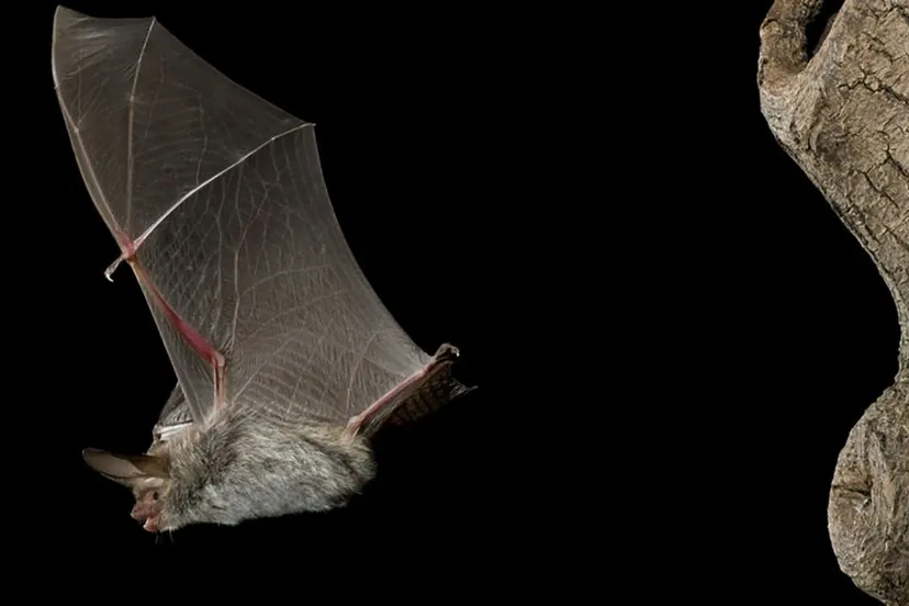 ivnrijnwaalvleermuis