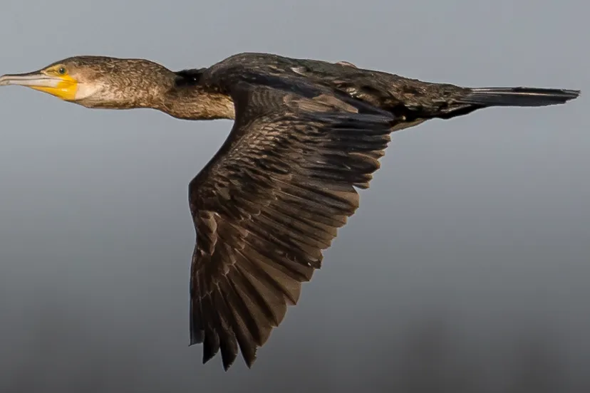 ivnrijnwaalvogels spotten in de gendtse waard