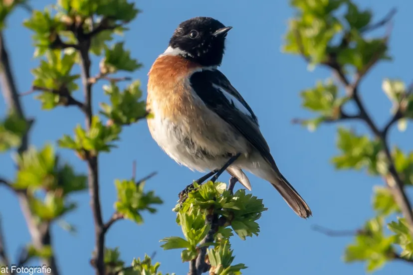 ivnrijnwaalvogelsspottenarw tapuit 4699