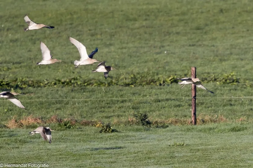 ivnwulpen in de gendtse waard