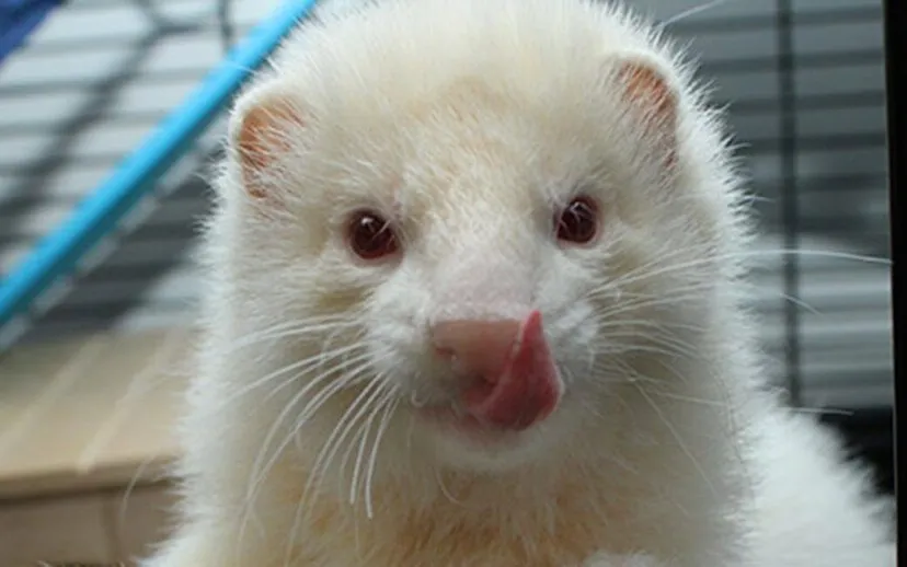 jason1 dierentehuis arnhemen omstreken 915x518 1