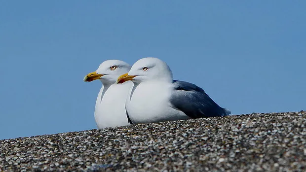 jjx212t9gico6tybpp1k9go6b 15 4