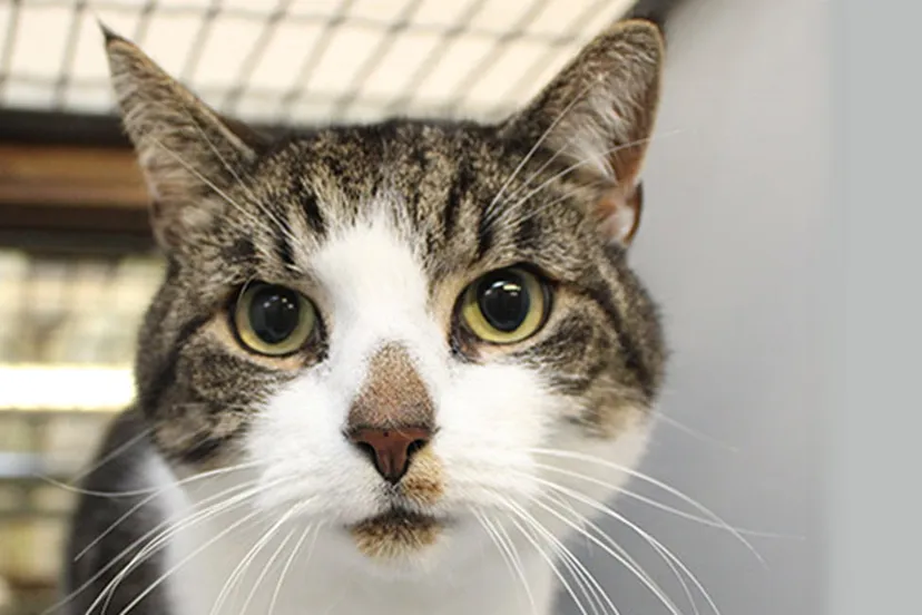 kat noel dierentehuis arnhem en omstreken