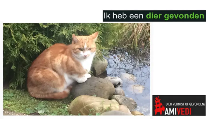 kater gevonden amivedi
