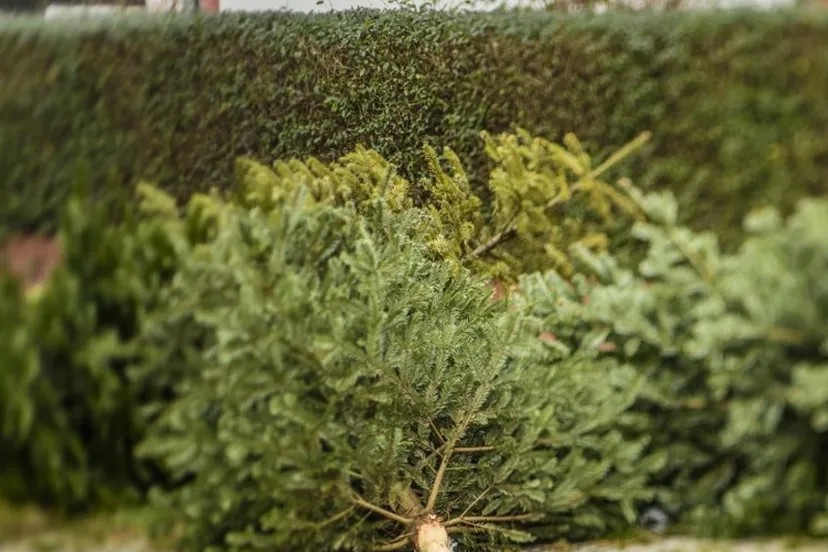 kerstboom inzamelinggem lingewaard
