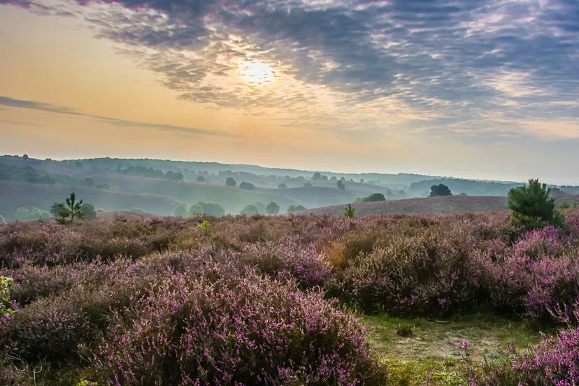 kijkruitcynthia derksen zijpenberg 2 mb1