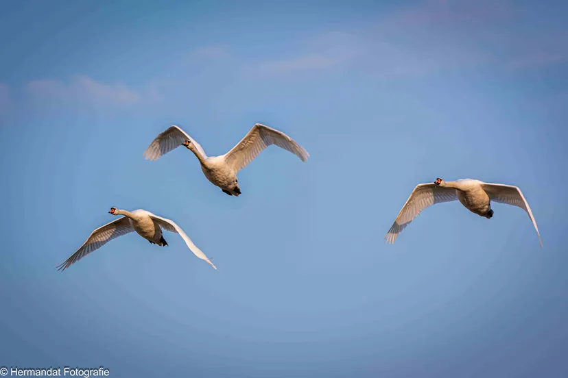 knobbelzwanenfoto g peelen