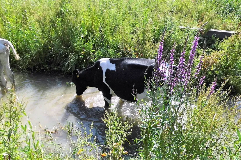 koeien jufferswaard dm van hellesem 5