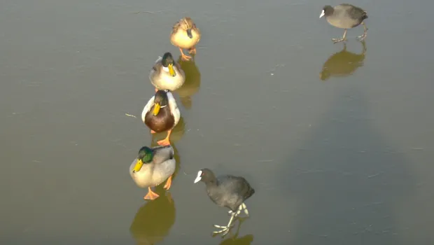 la19sblthwo3agnz5ycdcspe9 2014 01 1416 19 11