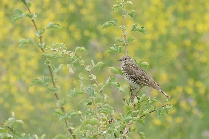 lingewaard natuurlijk klompenerwaard
