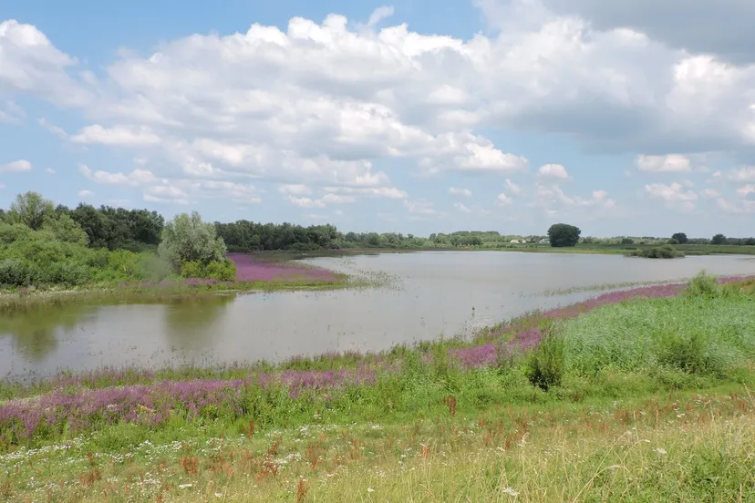 lingewaard natuurlijkklomperwaardunnamed21