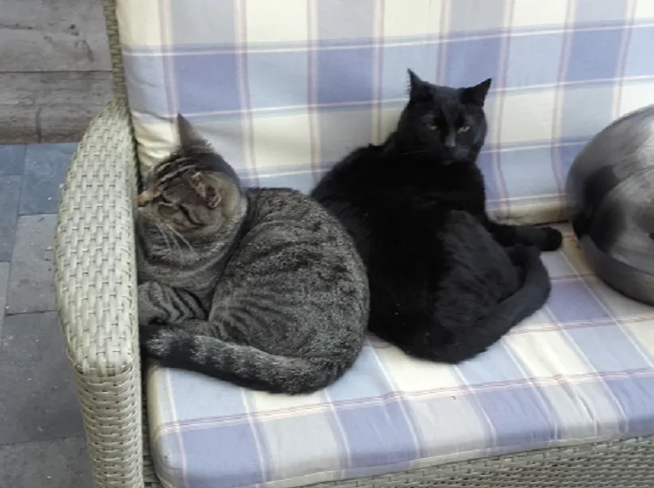 lingewaard nieuws alfons