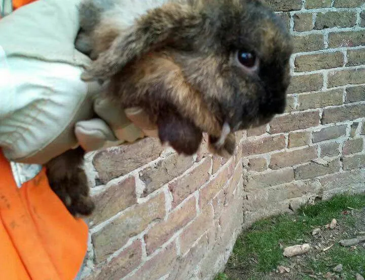 lingewaard nieuws dierenbeul haalderen bron 112lingewaard