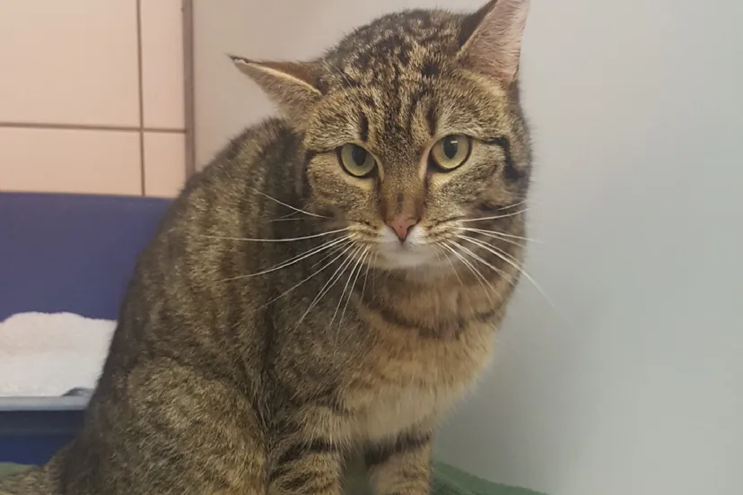 lingewaard nieuws huiskat bemmel 1