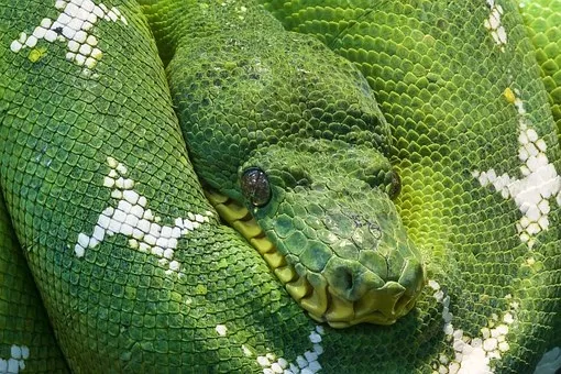lingewaard nieuws python heteren