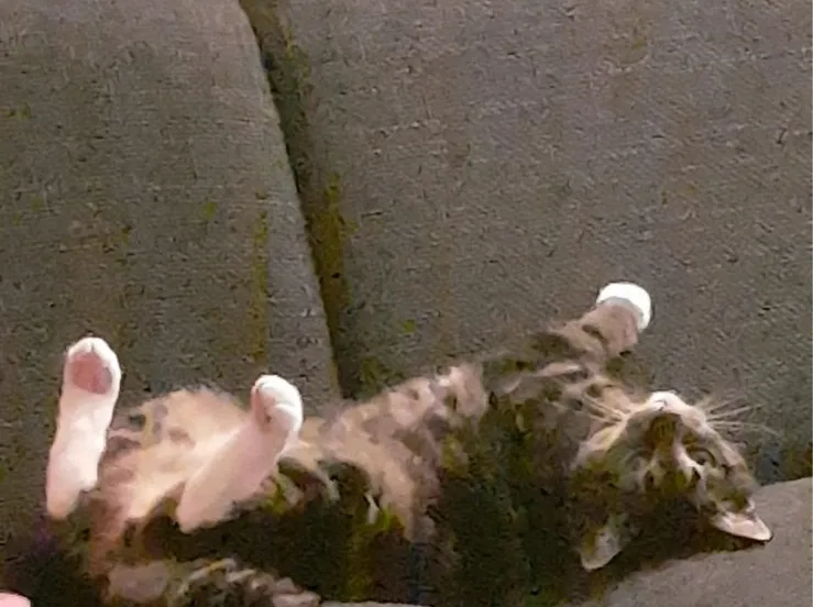 lingewaard nieuws sien bemmel