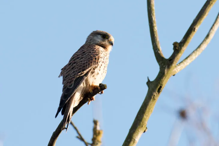 lingewaard nieuws torenvalk vrouw op tak e1487938654316