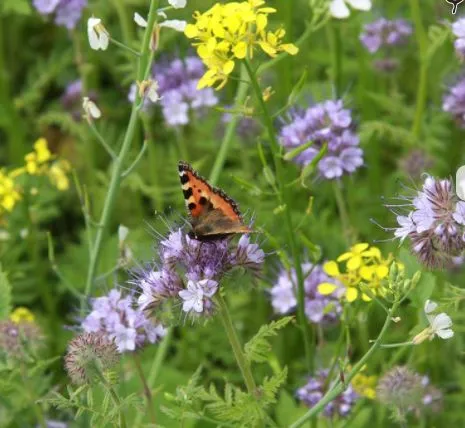 lingewaarddoetinsektvriendelijkegroenstroken342image