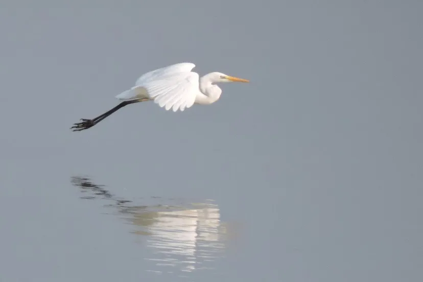 lingewaardnatuurlijk